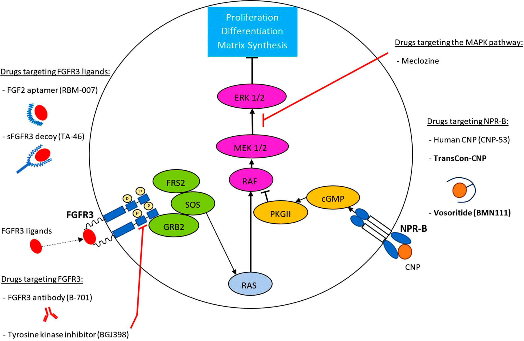 drugs-in-development-for-the-treatment-of-achondroplasia