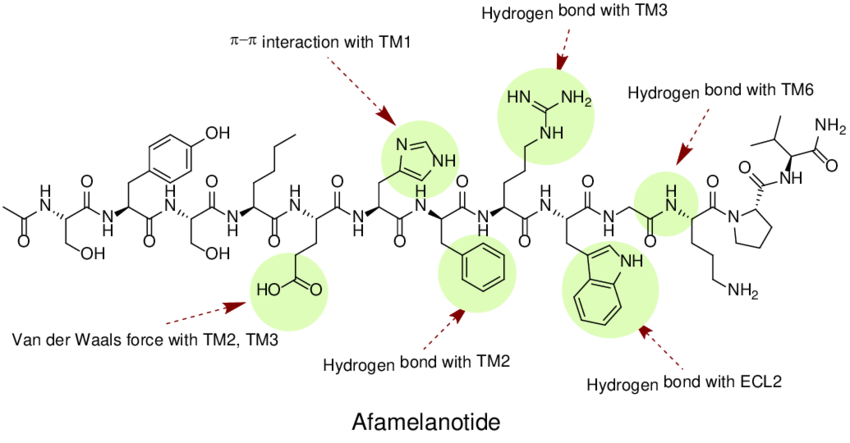 Interactions-of-Afamelanotide-Melanotan-I-with-MC1R-domains-422-Melanotan-II-MT-II