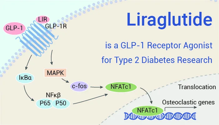 Liraglutide-is-a-GLP-1-Receptor-Agonist-for-Type-2-Diabetes-Research-20230713