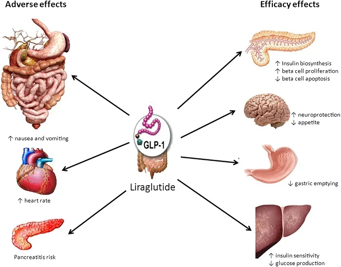 Liraglutide_1