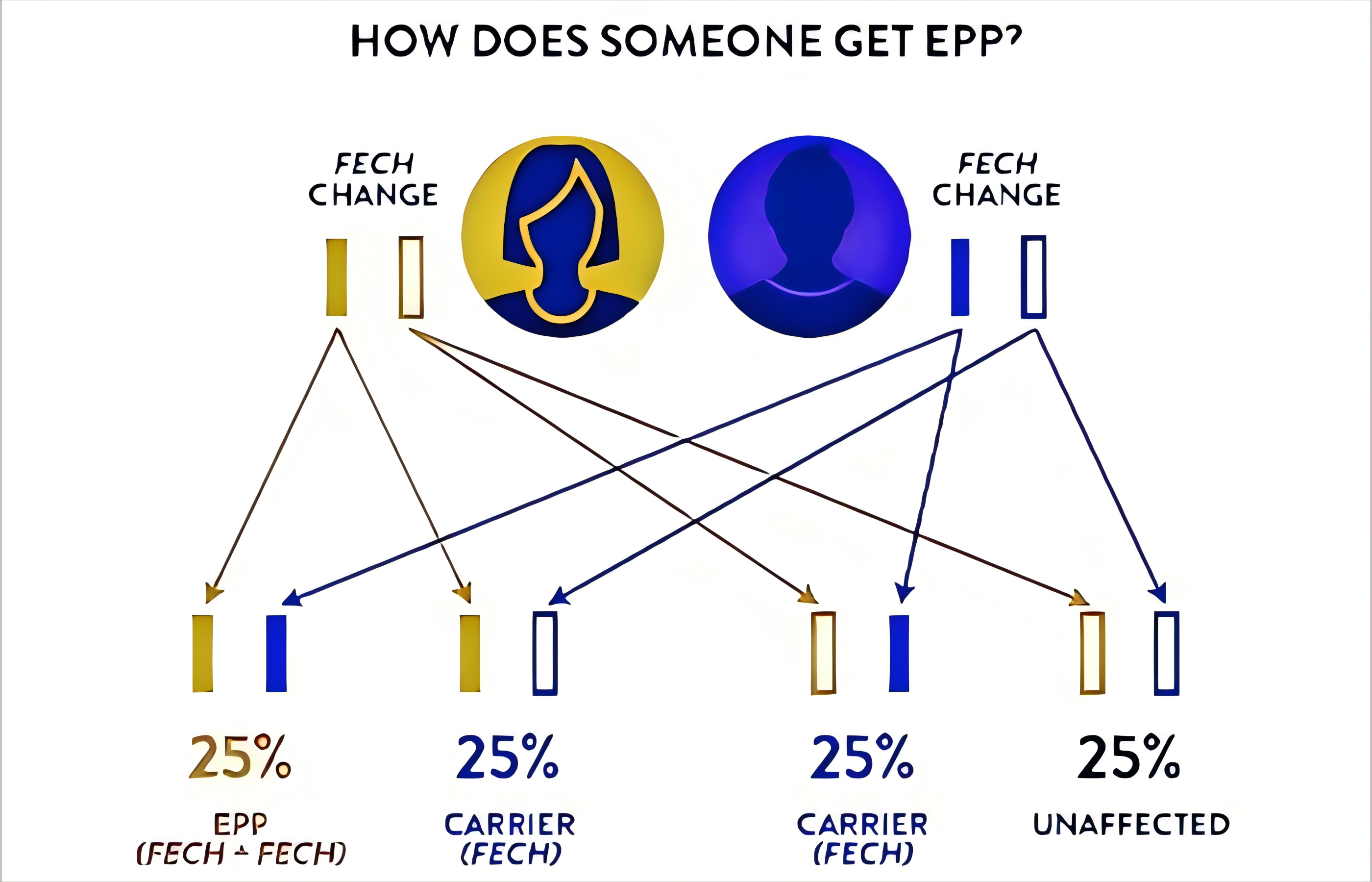 New_Modified_X-Linked-Inheritance_EPP(1)