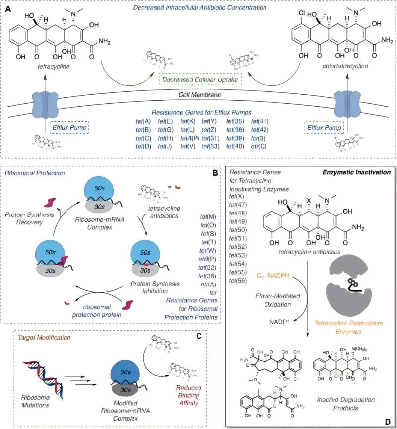 Tetracyclines-mechanism-of-Resistance(1)