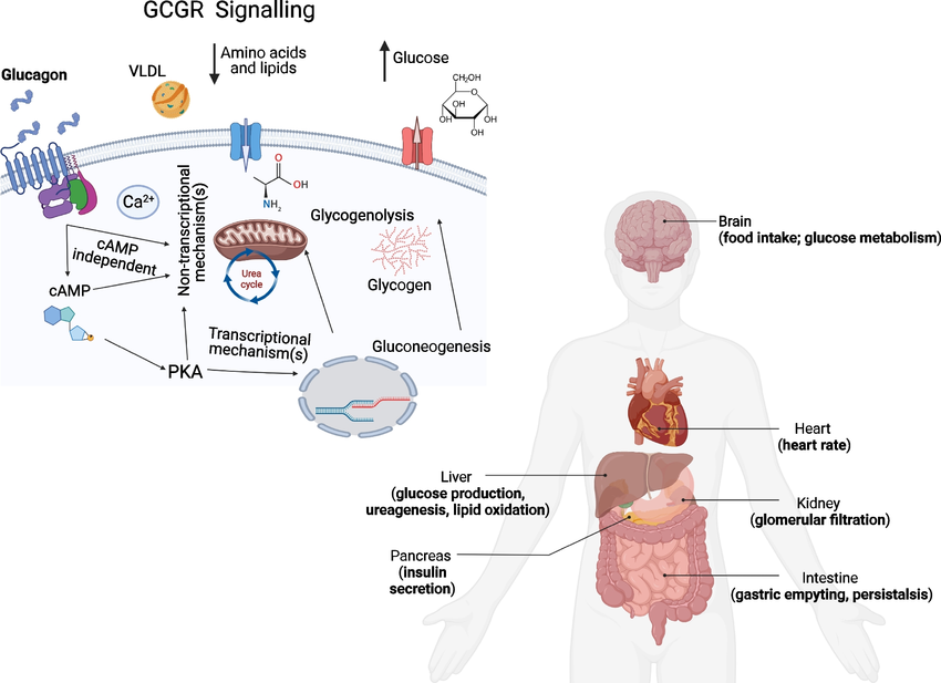 Glucagon-action-and-signalling-Glucagon-acts-via-the-GCGR-and-also-via-the-GLP-1